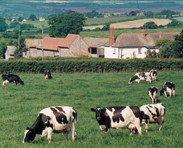 Rydon Farm Rydon Farm