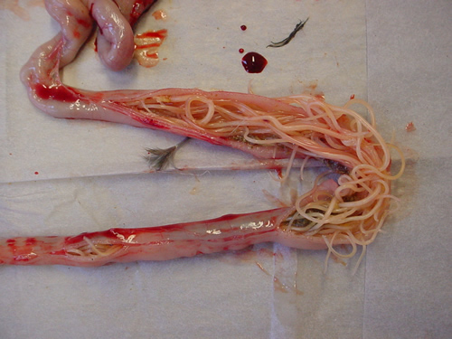 Large numbers of ascarid worms (roundworms) blocking a loop of small intestine from a laying hen Large numbers of ascarid worms (roundworms) blocking a loop of small intestine from a laying hen