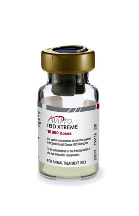 10,000 dose IBD vaccine for poultry 10,000 dose IBD vaccine for poultry