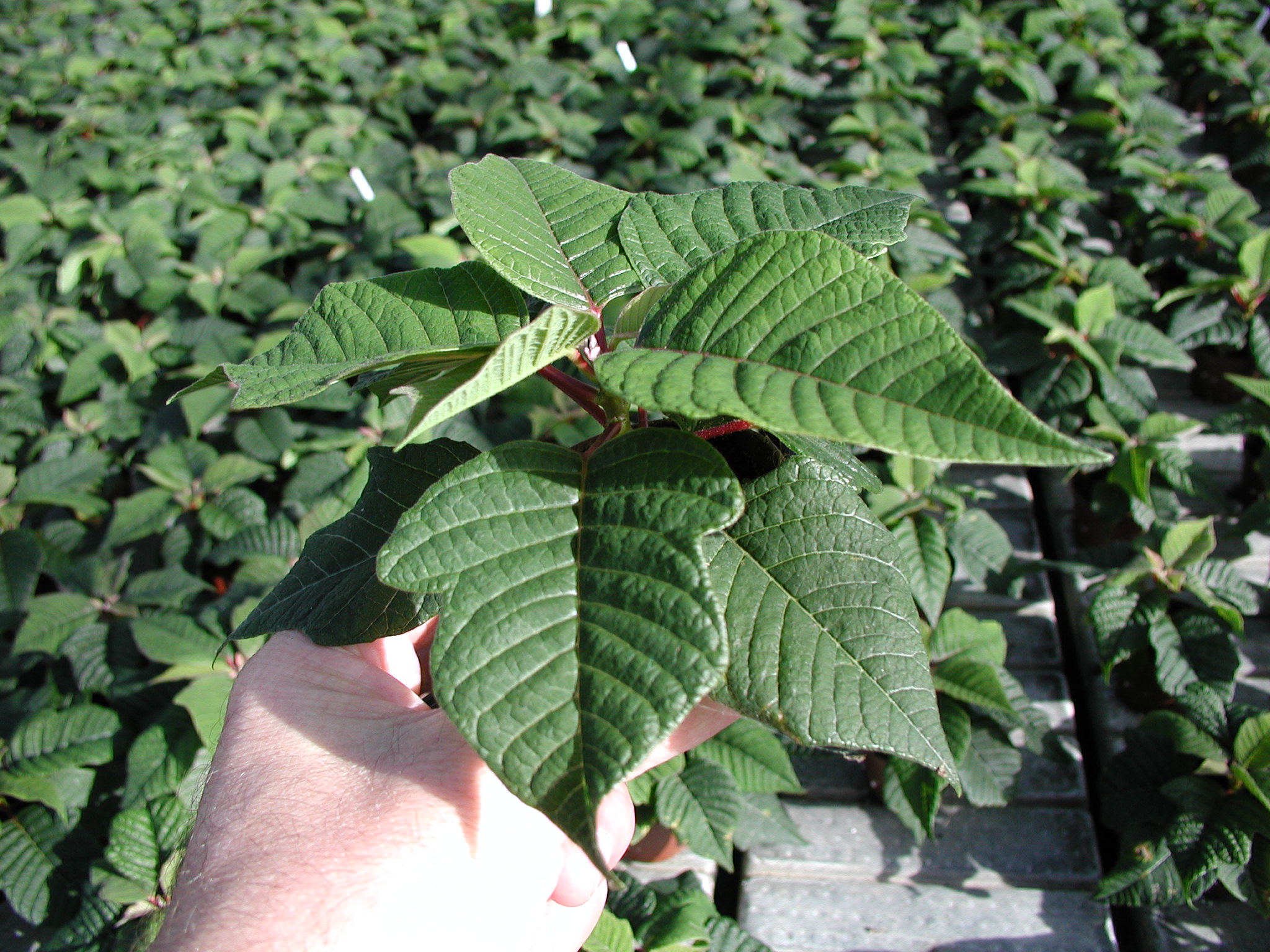 Tackling the tobacco whitefly risk Tackling the tobacco whitefly risk