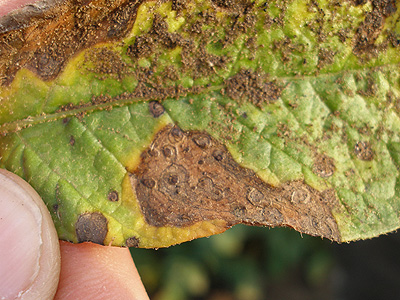 Potato growers urged to treat blight and Alternaria separately Potato growers urged to treat blight and Alternaria separately