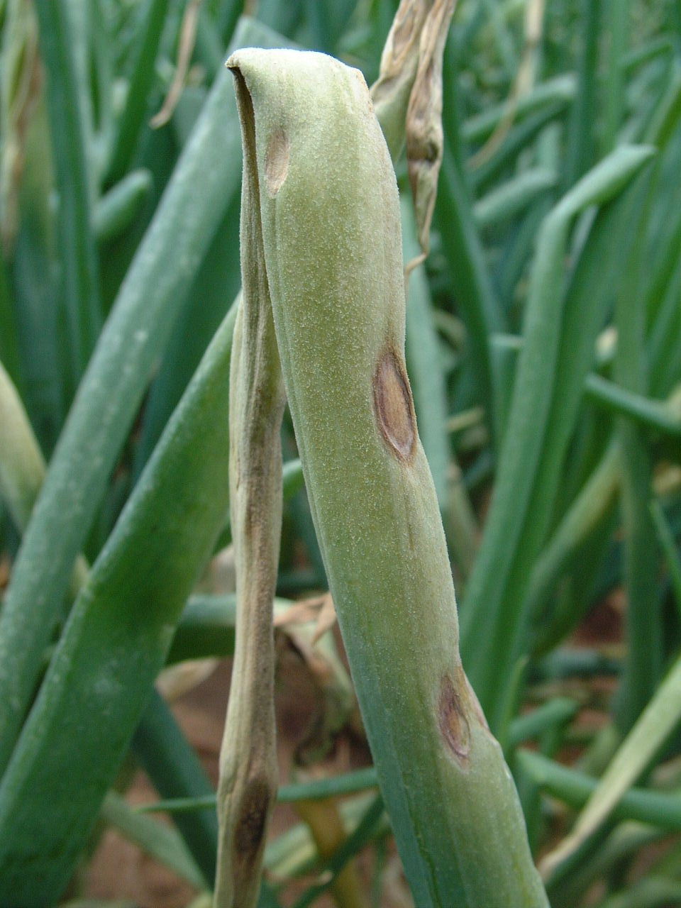New off-label for Valbon against downy mildew New off-label for Valbon against downy mildew