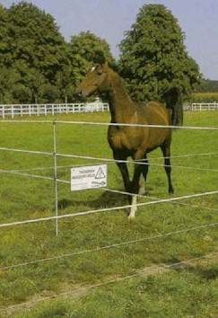 Tape, Wire or Rope for your Electric Fencing? Tape, Wire or Rope for your Electric Fencing?