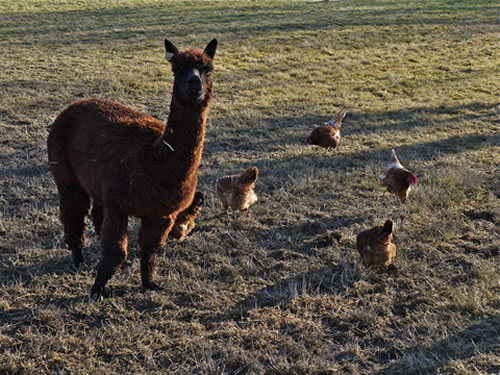 Alpacas guard the flock and keep the foxes away! Alpacas guard the flock and keep the foxes away!