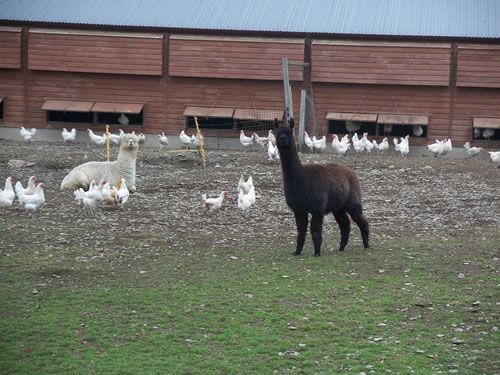 Alpacas are at home with hens or sheep Alpacas are at home with hens or sheep
