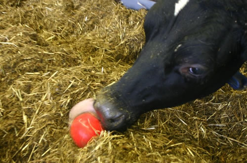 Keeping track of silage temperature Keeping track of silage temperature