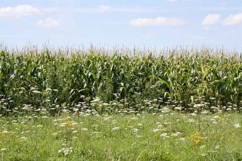 France determined to continue GM maize ban France determined to continue GM maize ban