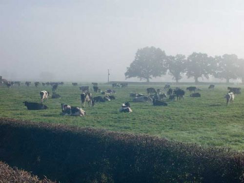 NFU calls for minimum terms in dairy contracts NFU calls for minimum terms in dairy contracts