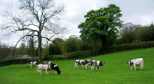Slurry cattle deaths highlight dangers Slurry cattle deaths highlight dangers