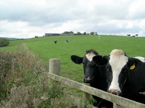 Concern about availability of dairy cattle to meet demand Concern about availability of dairy cattle to meet demand