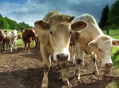 Vets call for surveillance and welfare protection Vets call for surveillance and welfare protection