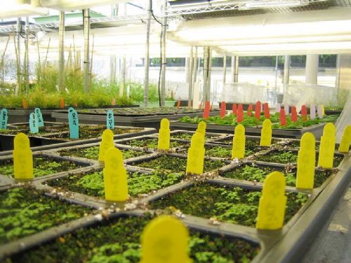 Plant science critical to the health of the nation Plant science critical to the health of the nation