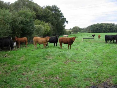 Vets urge caution over superbug claims Vets urge caution over superbug claims