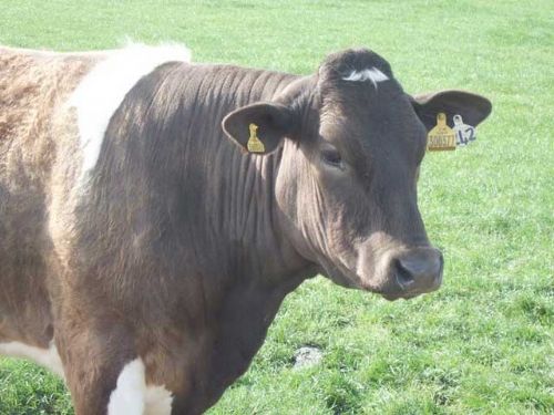 New generation of bulls brought into spotlight New generation of bulls brought into spotlight