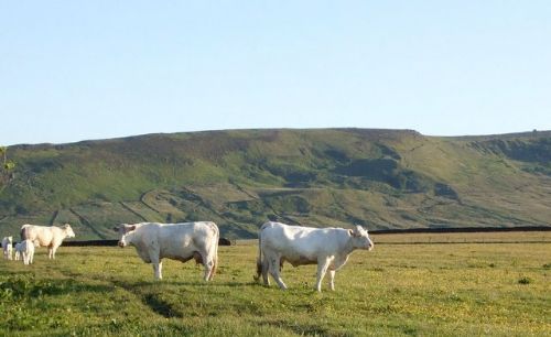 Suckler beef prices expected to hold firm Suckler beef prices expected to hold firm