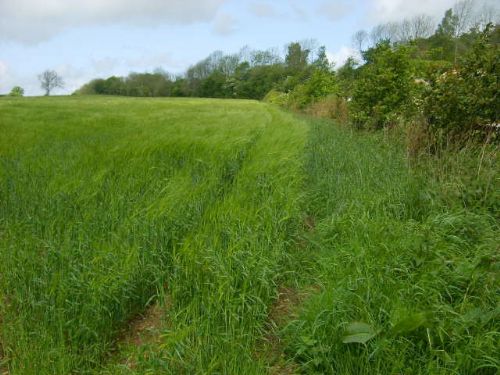 Spring barley demands vigilance following recent rain Spring barley demands vigilance following recent rain