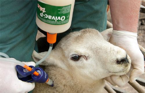 Producers urged to vaccinate lambs Producers urged to vaccinate lambs