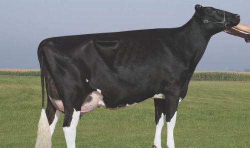 Richman brings new outcross bloodlines Richman brings new outcross bloodlines