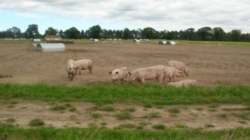 Salmonella control for pigs launched Salmonella control for pigs launched
