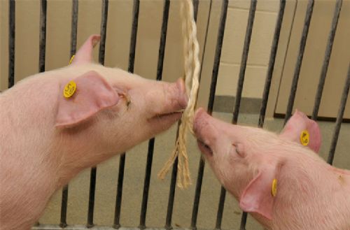 Swine infection screening using oral fluids Swine infection screening using oral fluids