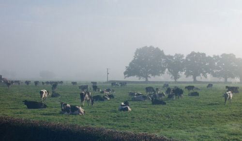 Beef Expo to encourage profits from dairy-bred beef Beef Expo to encourage profits from dairy-bred beef