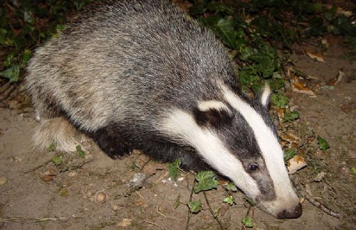 Chief scientist quits over badger cull U-turn Chief scientist quits over badger cull U-turn