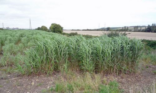 NFU attacks government biofuel policy NFU attacks government biofuel policy
