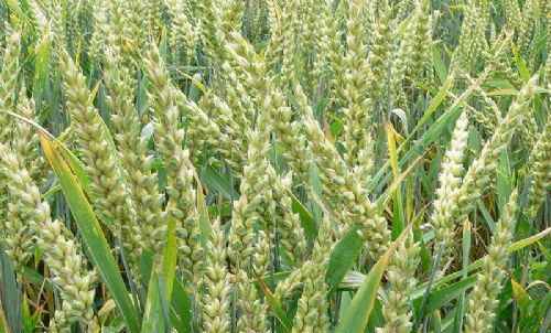 BCPC attacks anti-GM wheat stance BCPC attacks anti-GM wheat stance