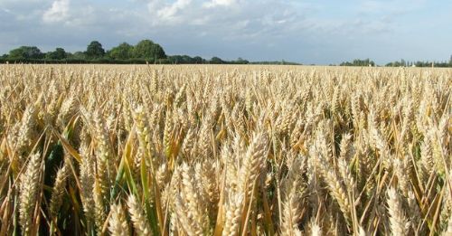 GM outcrosses six times more than non-GM wheat GM outcrosses six times more than non-GM wheat