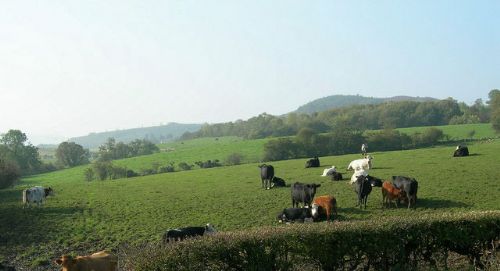 Grass-fed beef 'better for people' says research Grass-fed beef 'better for people' says research