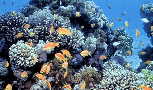 Marine biodiversity threats 'need greater awareness' Marine biodiversity threats 'need greater awareness'