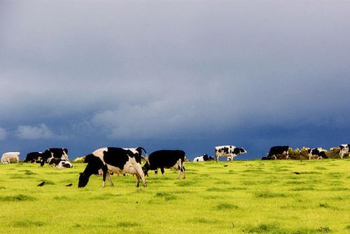 Dairy farmers losing 11p a litre Dairy farmers losing 11p a litre