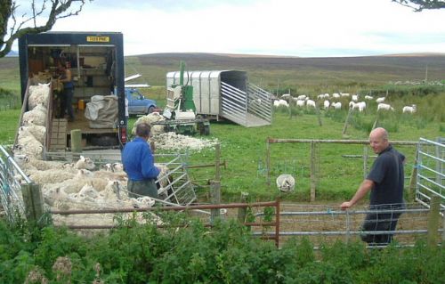 Wool payments set to increase Wool payments set to increase