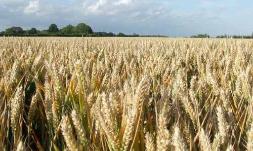 GM wheat debate in depth GM wheat debate in depth