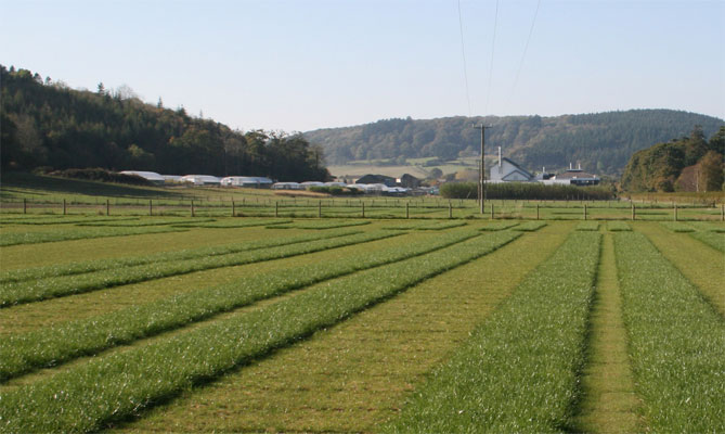 High sugar extended grazing mixture launched at Grassland High sugar extended grazing mixture launched at Grassland