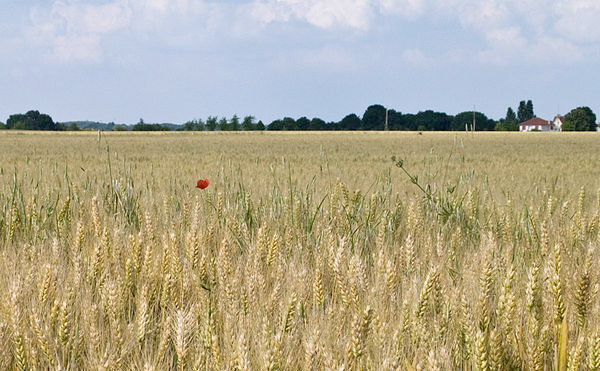 Danish bid to revive GM cultivation plan fails Danish bid to revive GM cultivation plan fails