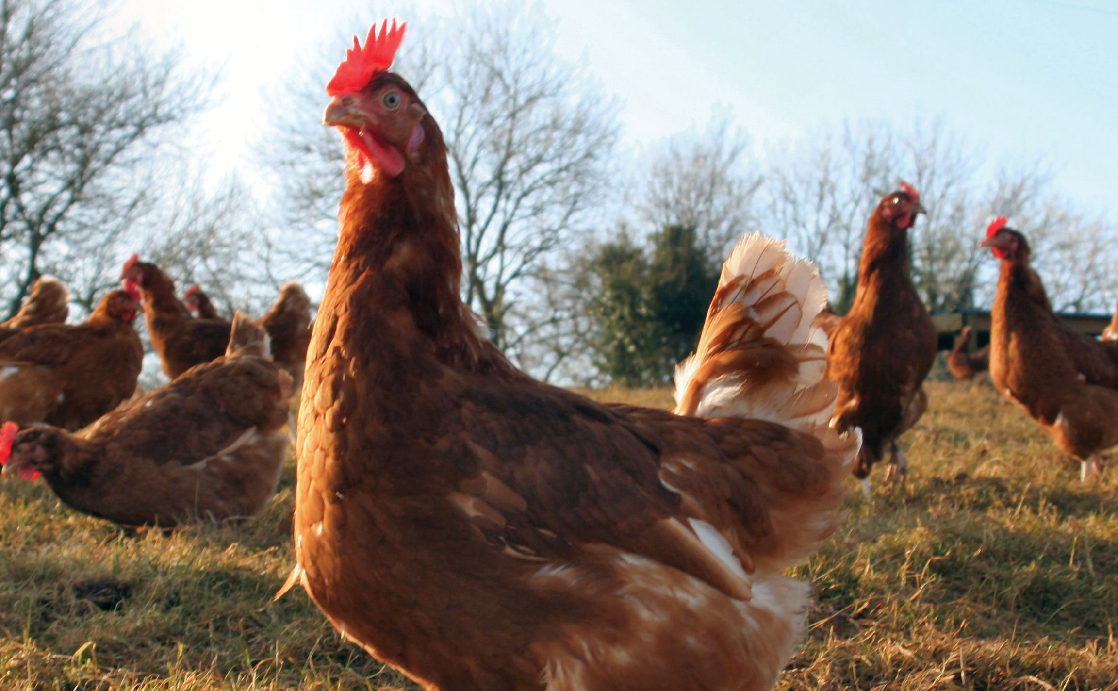 Industry survey confirms bird number increases Industry survey confirms bird number increases