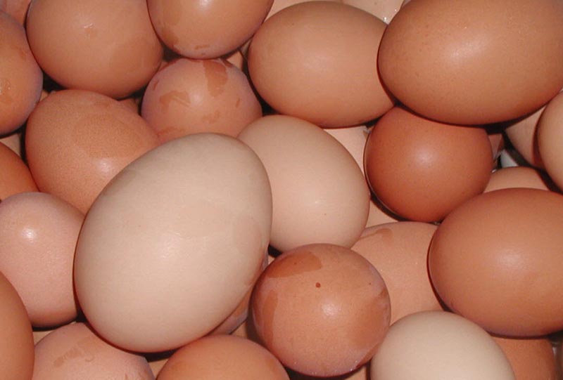 More dioxins found in German eggs More dioxins found in German eggs
