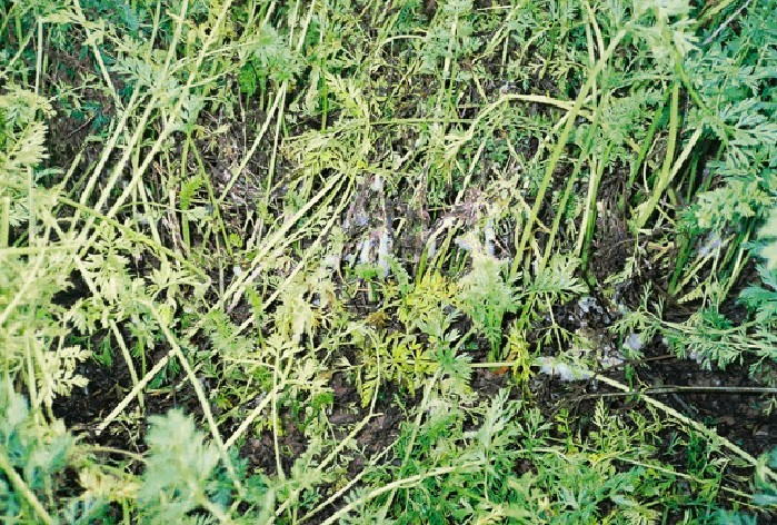 Sclerotinia in carrots Sclerotinia in carrots