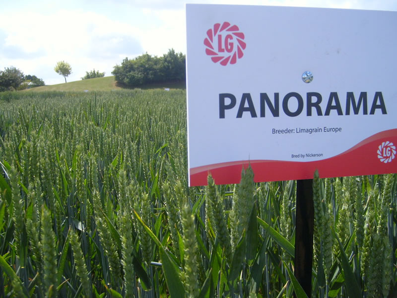 High rainfall at flowering increases Fusarium mycotoxin risk to highest levels in 10 years High rainfall at flowering increases Fusarium mycotoxin risk to highest levels in 10 years