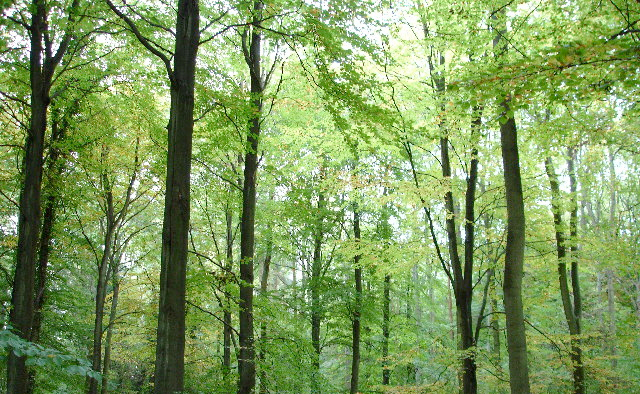 Advisers warn against public forest sell-off Advisers warn against public forest sell-off