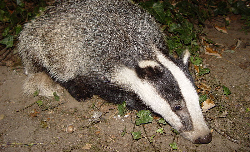 Badger culling ruled legal Badger culling ruled legal
