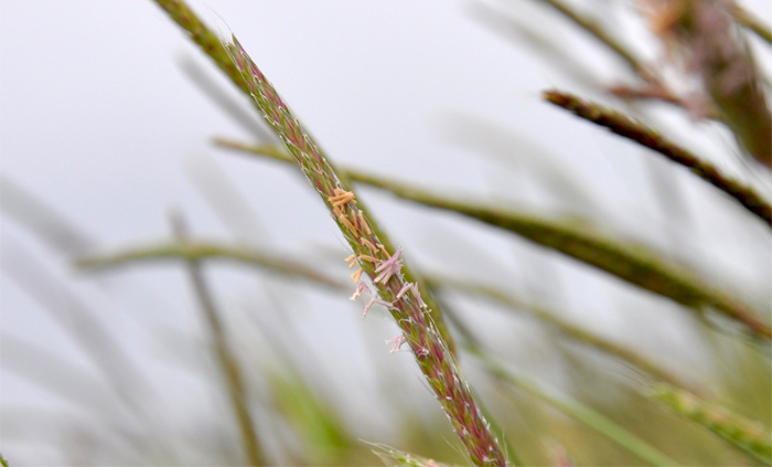 Weed poll highlights lower level of control Weed poll highlights lower level of control