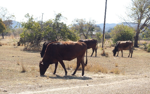 Zimbabwe cattle die due to lack of pastures
