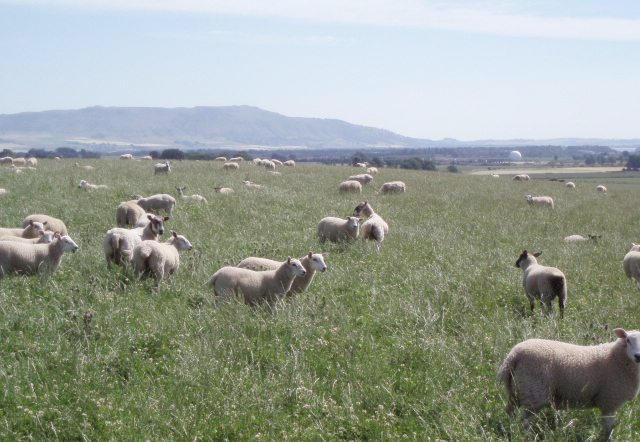 Schmallenberg virus circulating, say scientists Schmallenberg virus circulating, say scientists