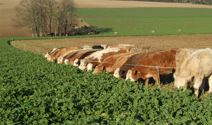 August sown crops could ease winter forage shortages August sown crops could ease winter forage shortages