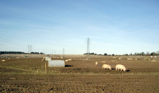 Pig producers talk of crisis at Anglesey Pig producers talk of crisis at Anglesey