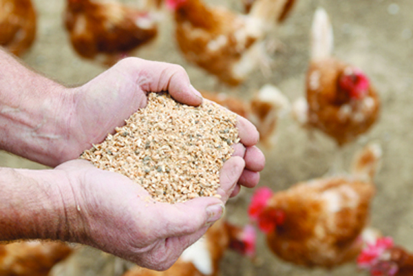 World feed prices continue to pressure producers World feed prices continue to pressure producers