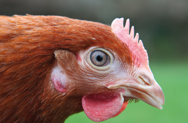 Beak trimming - can we do without it? Beak trimming - can we do without it?