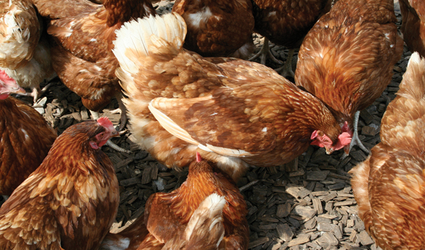 Beak trimming - can we do without it? Beak trimming - can we do without it?